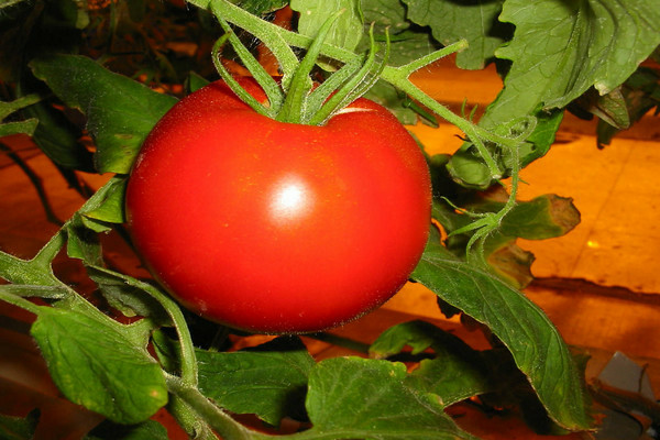 tomato eupator reviews