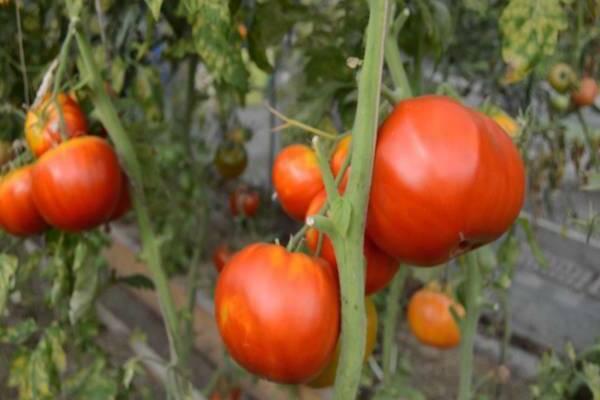 fotka paradajkového eupatora