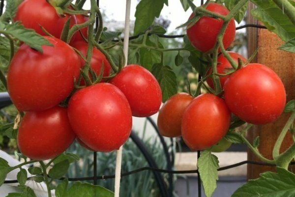 paradajka Irina