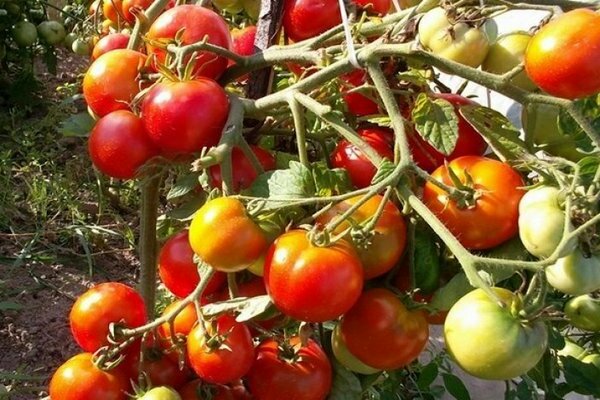 pomidoras Irina