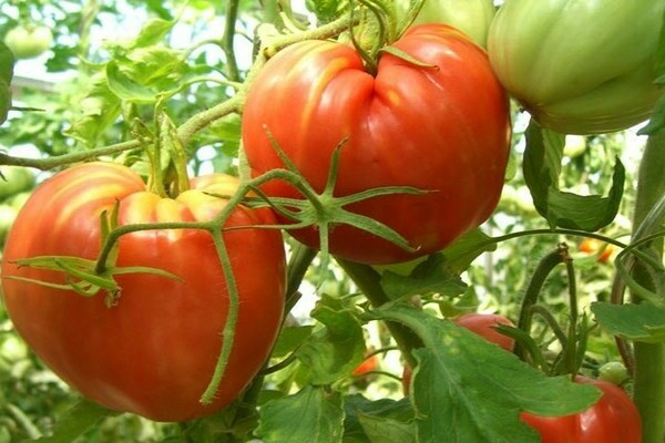 tomat kardinal