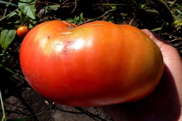 tomate roi des rois