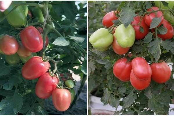 tomato merah merah