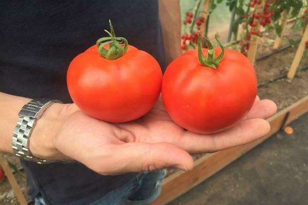 tomate Lyrica