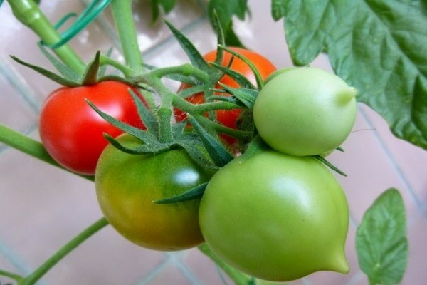 Liang tomato
