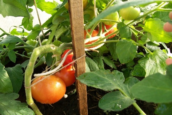 Description de la variété de tomates lyubasha