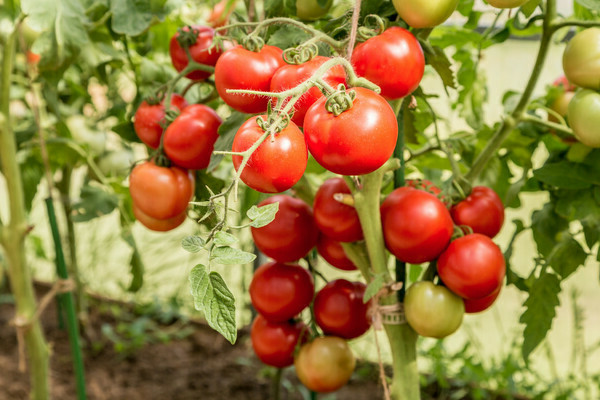 avis sur la tomate lyubasha