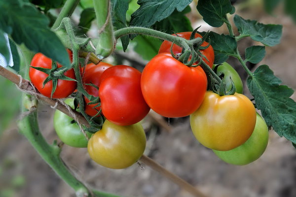 tomato lyubasha photo