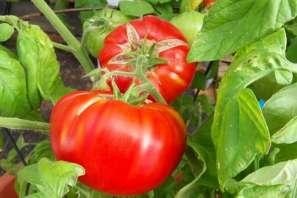 paradajka lyubasha recenzie fotografie