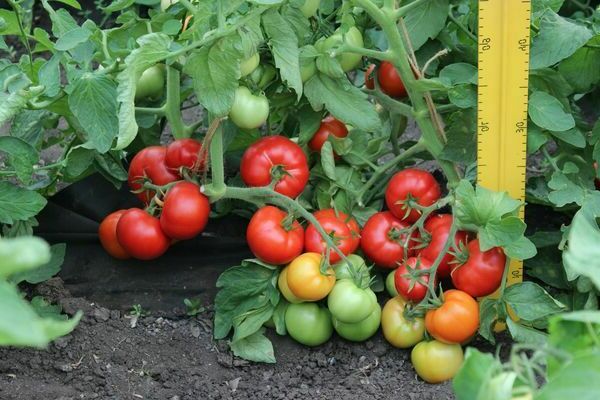 tomato variety Lyubasha
