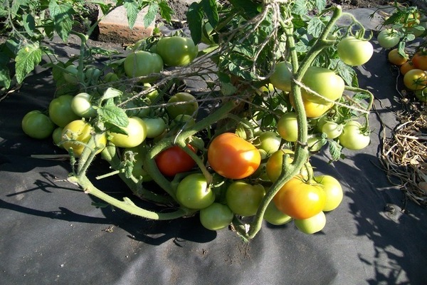 paradajkový lyubasha popis