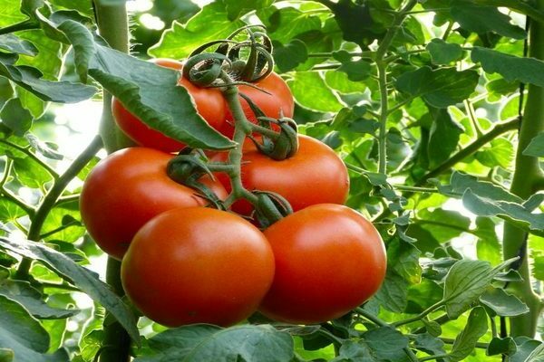 Mahitos tomato