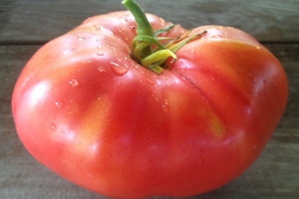 med od rajčice