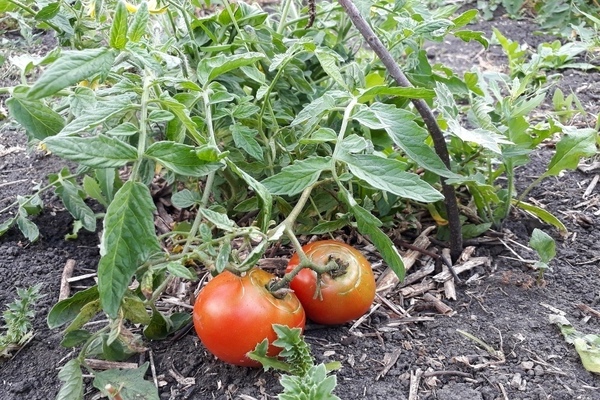tomato variety Mongolian dwarf