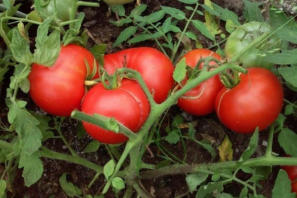 tomatoes Mongolian dwarf reviews photo