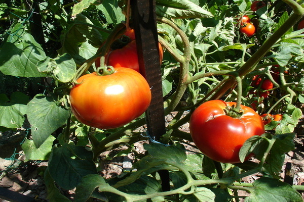 ulasan Moskvich tomato