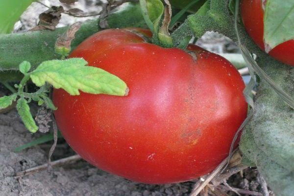 домати москвич снимка