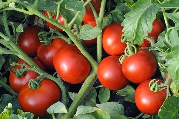 tomat Olya