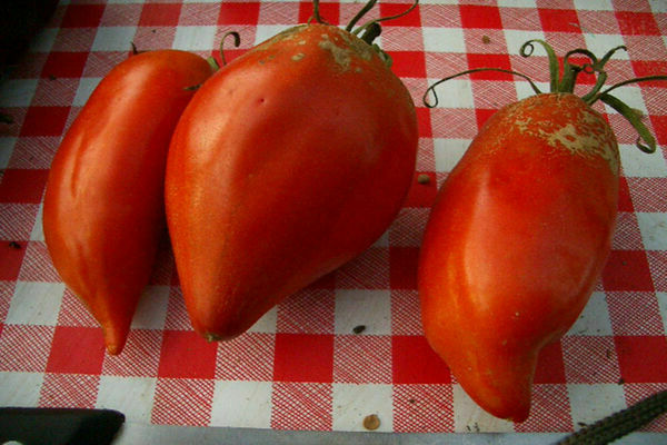 paradajky orlí zobák popis