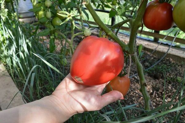 tomate bec d'aigle photo