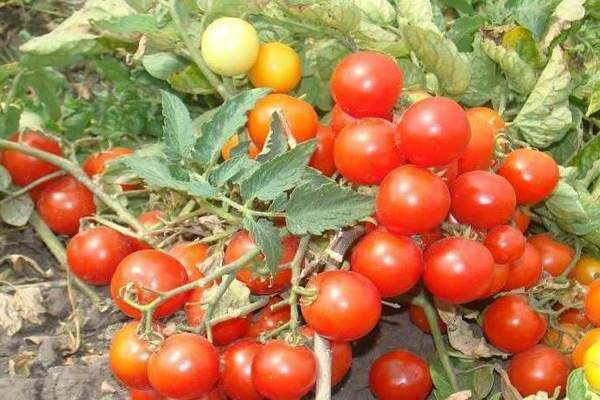 pinokio pomidoras
