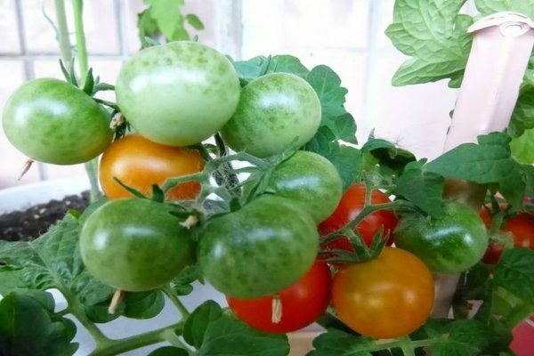 tomate pinocchio