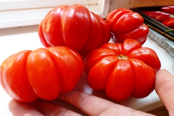 avis sur les tomates potbelly khata
