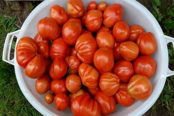 photo de tomate de hutte de ventre pot
