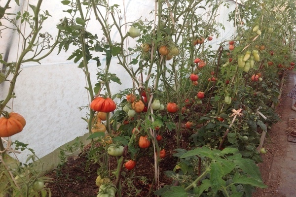 tomat potbelly hut beskrivelse