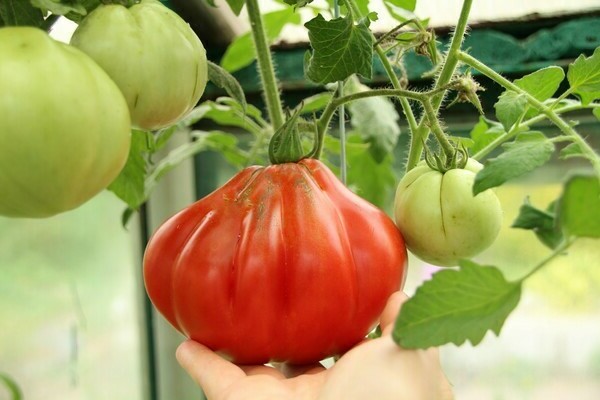 sort af tomater potbelly hut