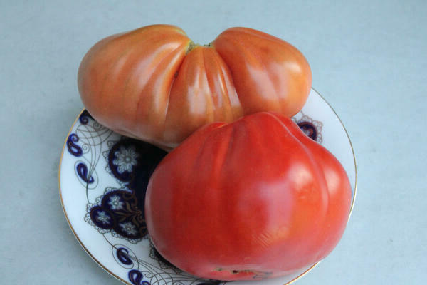 tomater potbelly khata beskrivelse av sorten