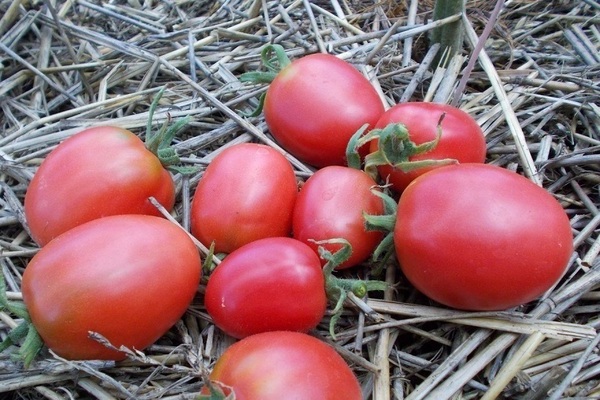 rožiniai pomidorai