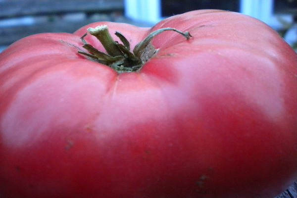 avis éléphant rose tomate