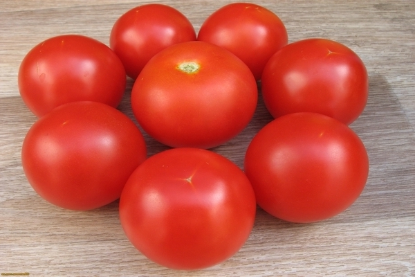 đánh giá cà chua sanka