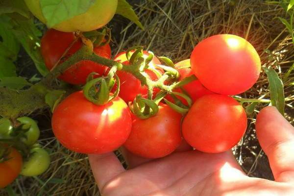 tomat sanka beskrivelse