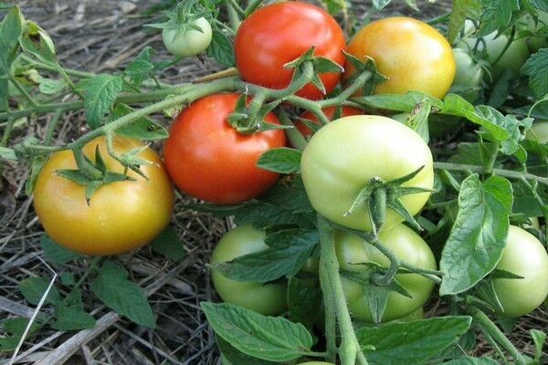Tomaten Sanka Sortenbeschreibung