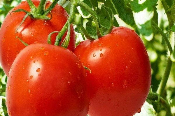 pomidorų semko apžvalgos