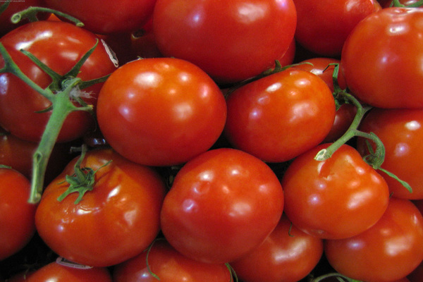 الطماطم semko f1