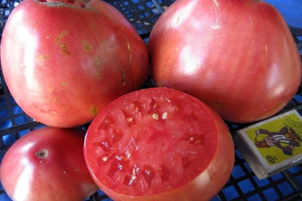 Sevryuga-Tomate