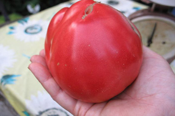 Sevryuga domatesi