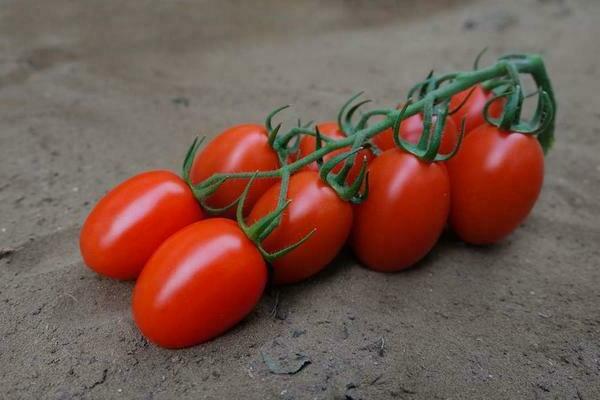 Siberian troika tomato