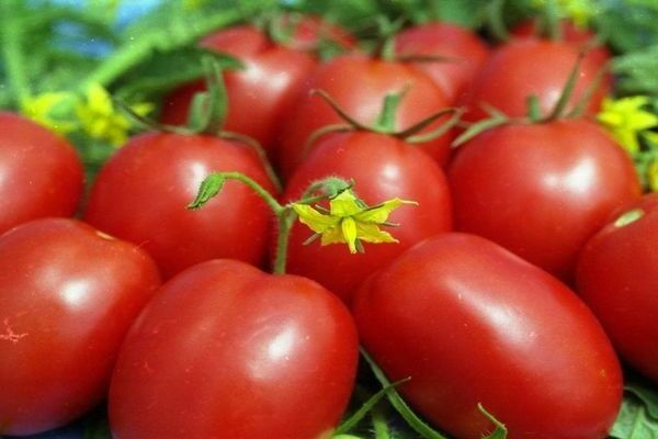 paradajkový krém