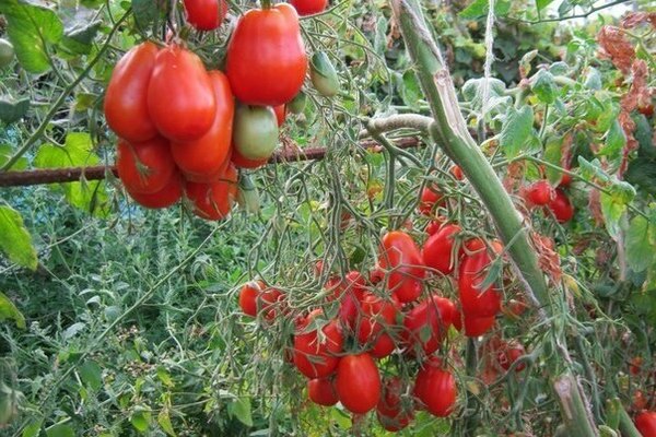 Krim tomato
