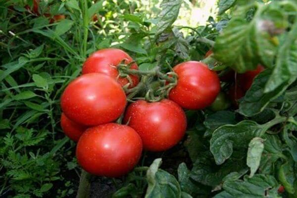дебели домати ревюта