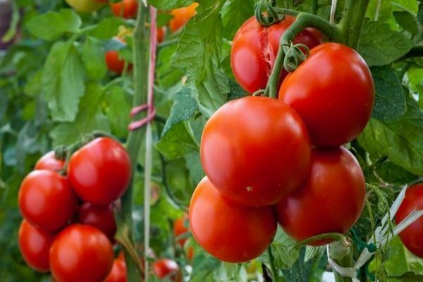 popis hustých paradajok