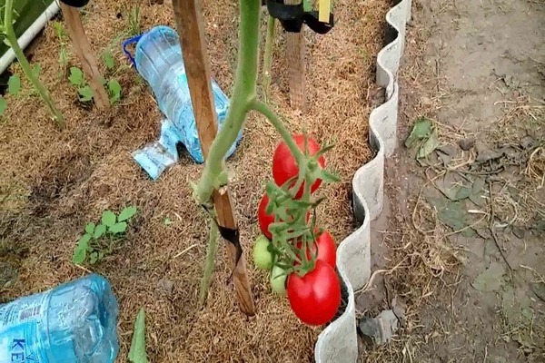 tomate épaisse