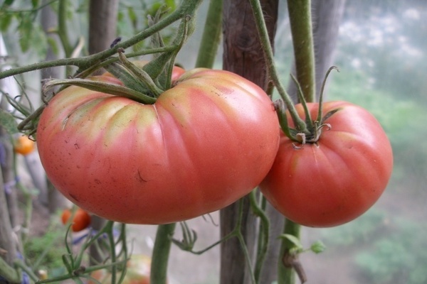 pink tomatoes