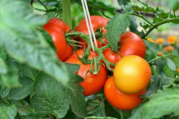tomato verlioka f1 recenzie foto výnos