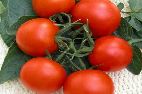 verlioka tomater f1 anmeldelser