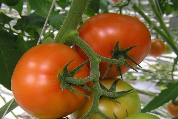 tomato verlioka f1 mga larawan ng mga review